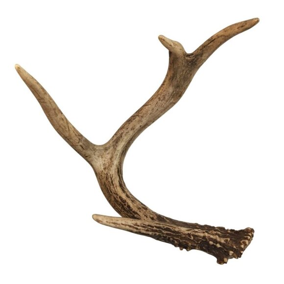 Natural Whitetail Deer Antler Set For Crafts Home Decor & Antler Art 2 Rustic Ca - Picture 2 of 11